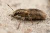 Sitona obsoletus